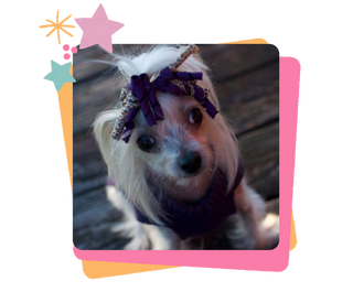 Carly wearing a purple and leopard bow