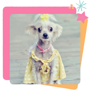 Carly in a yellow dress and bow with a pink and yellow border 